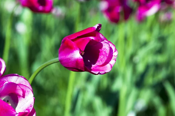 Jarní pozadí s tulipány nad přirozené pozadí — Stock fotografie