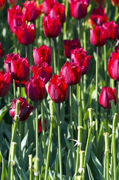 Jarní pozadí s tulipány nad přirozené pozadí — Stock fotografie