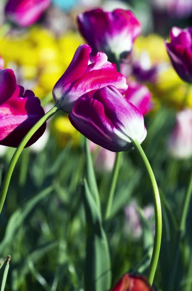 春チューリップ自然な背景の上の背景 — ストック写真