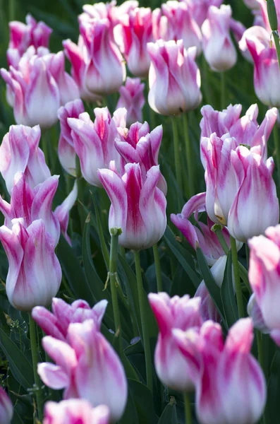 Fondo de primavera con tulipanes sobre fondo natural — Foto de Stock