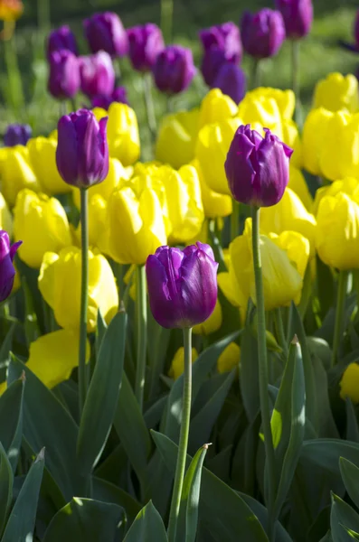 Fond printanier avec tulipes sur fond naturel — Photo