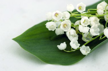 Vadideki Lily 'ye yaklaş.