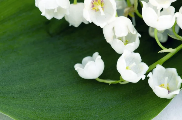 Close up of Lily of the valley — Stock Photo, Image