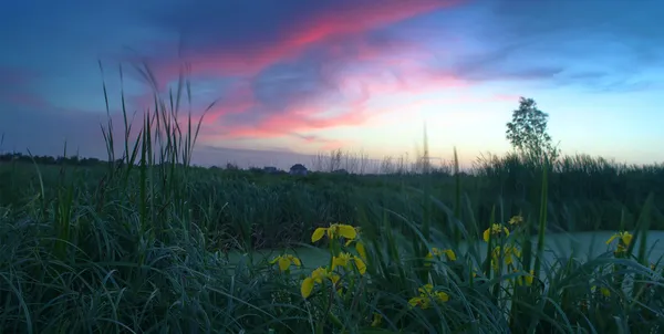 Paisagem de primavera com flor amarela na colina e majestoso pôr do sol — Fotografia de Stock