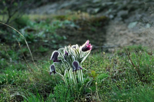 Pasque Wild Flower Group в заходе солнца — стоковое фото