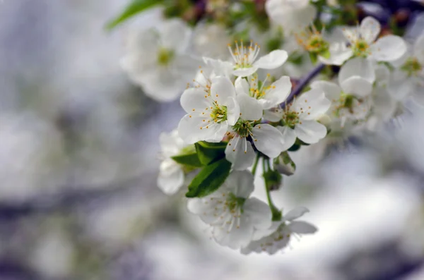 Flor de cerezo primer plano sobre fondo natural — Foto de Stock