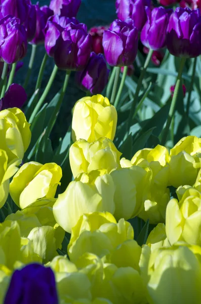 Fundo da mola com tulipas — Fotografia de Stock