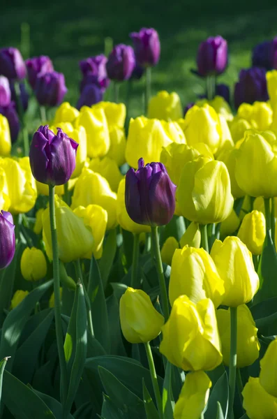 Jarní pozadí s tulipány — Stock fotografie