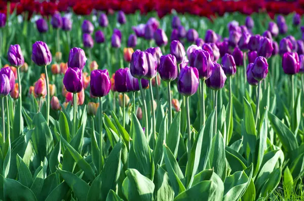 Spring background with tulips — Stock Photo, Image