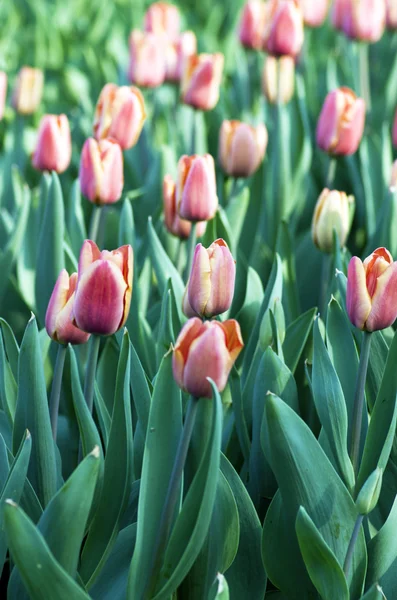 Primavera sfondo con tulipani — Foto Stock