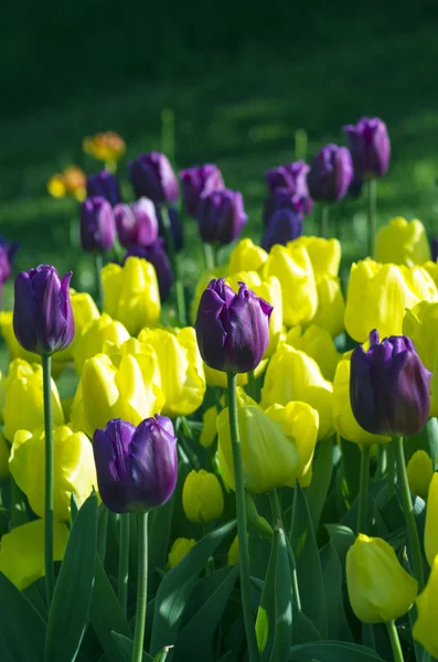 Jarní pozadí s tulipány — Stock fotografie