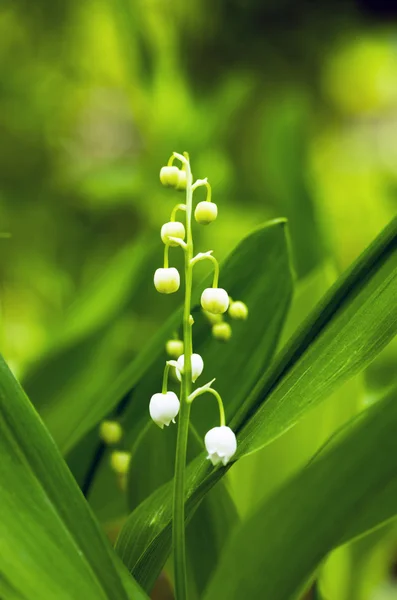 Gros plan de Lys de la vallée — Photo