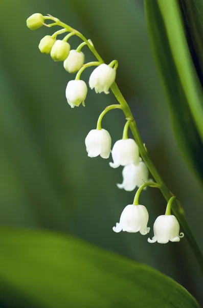 Zbliżenie Lily z doliny — Zdjęcie stockowe