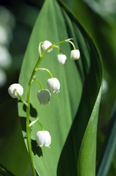 Zbliżenie Lily z doliny — Zdjęcie stockowe