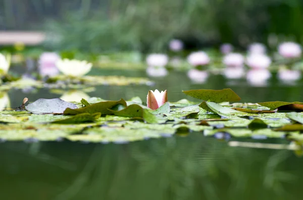 Image of a lotus flower on the water — Stock Photo, Image