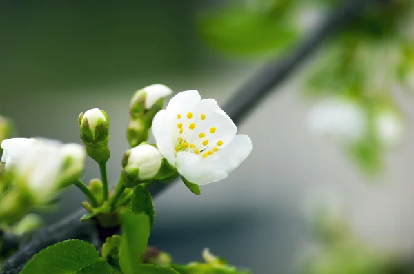 Kersenbloesem close-up over natuurlijke achtergrond — Stockfoto