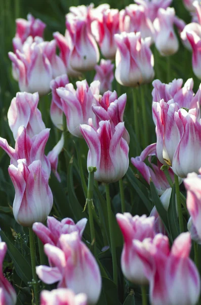 Fondo de primavera con tulipanes — Foto de Stock