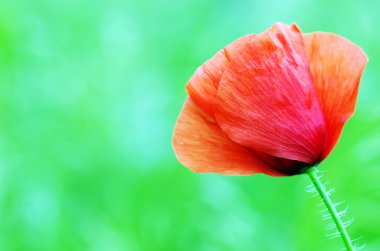 Vahşi çayırlarda açan kırmızı gelincikler. 