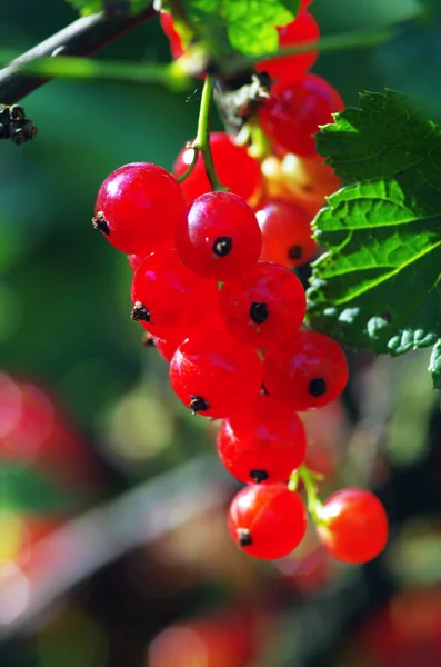 A branch of red currant — Stock Photo, Image