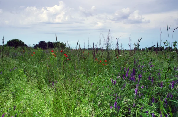 野草地上盛开的红罂粟 — 图库照片