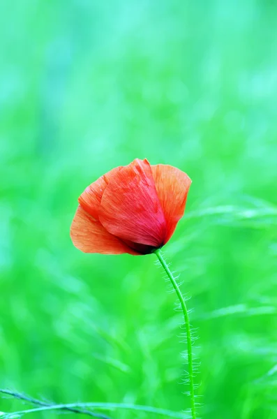 Red poppies blooming in the wild meadow — Stock Photo, Image