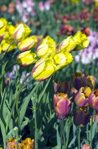 Jarní pozadí s tulipány — Stock fotografie