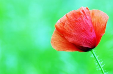 Vahşi çayırlarda açan kırmızı gelincikler.