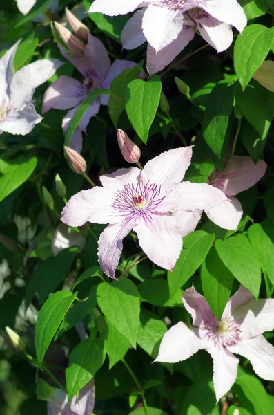 Close up of beautiful single white clematis flower — Stock Photo, Image