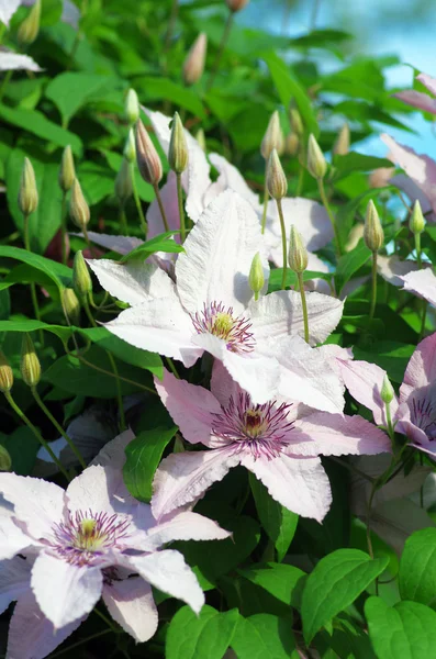 Nahaufnahme von schönen einzelnen weißen Clematis-Blüten — Stockfoto