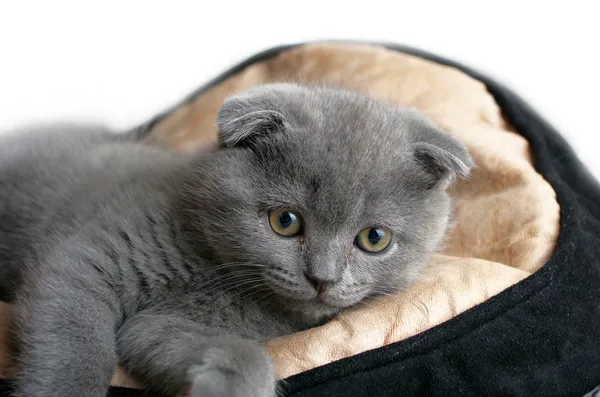 Top view of baby cat kitten lying — Stock Photo, Image