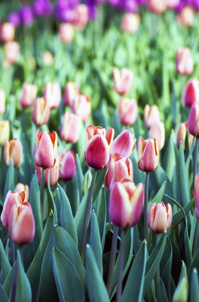 Весняний фон з тюльпанами на природному фоні — стокове фото