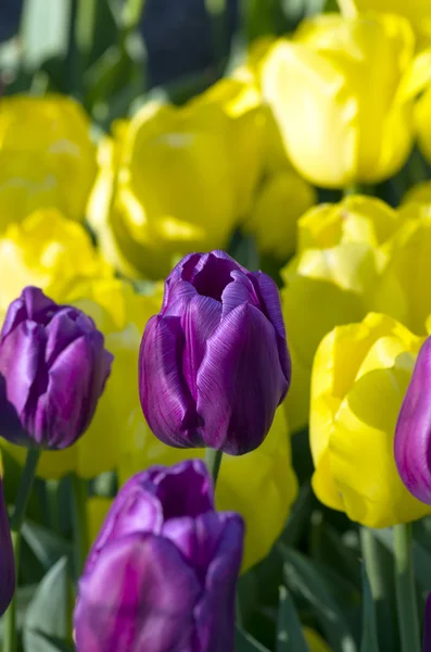 Fundo de primavera com tulipas sobre fundo natural — Fotografia de Stock