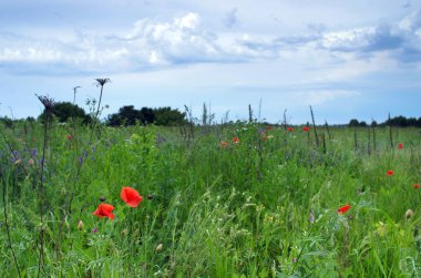 Vahşi çayırlarda açan kırmızı gelincikler.