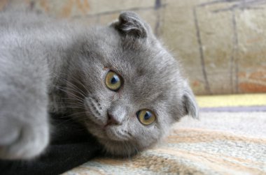 Bebek kedi kitten yatan Üstten Görünüm