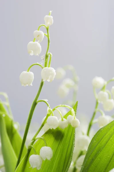 Lose up of Lily of the valley — Stock Photo, Image