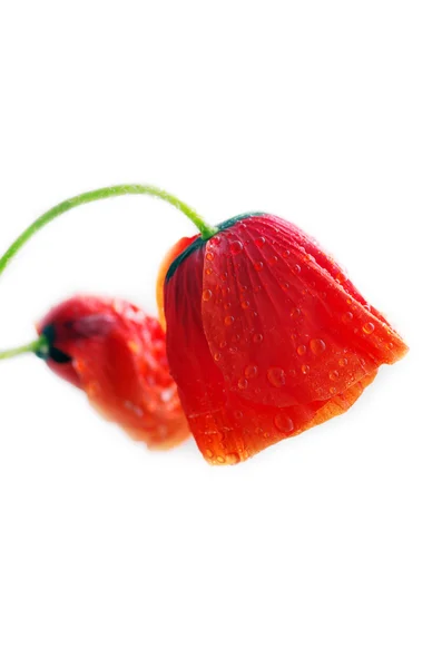 Studioaufnahme von rot gefärbten Mohnblumen isoliert auf weißem Hintergrund — Stockfoto