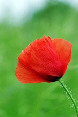 Vahşi çayırlarda açan kırmızı gelincikler. 