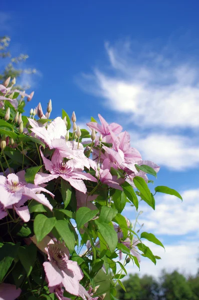 Fechar-se de bela flor clematis branco único — Fotografia de Stock