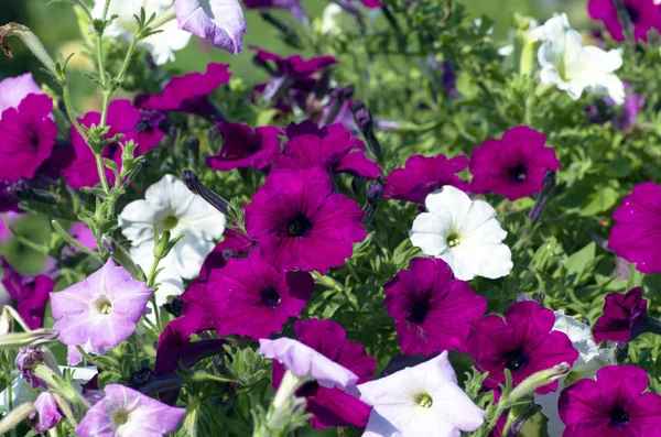 Mor petunyaların ağaç üzerinde asılı bir küme kapat — Stok fotoğraf