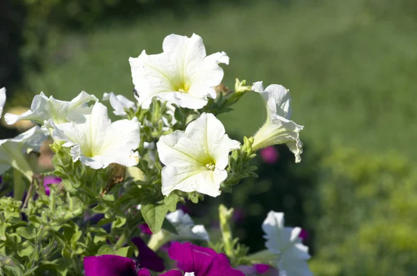 Molti fiori di petunia bianca in giardino — Foto Stock