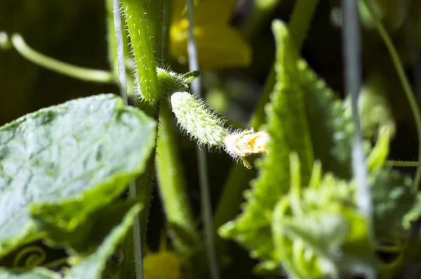 Many small green cucumbers hanging on stem — Stock Photo, Image