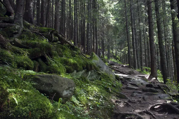 Krásné letní lesní horské stezce Stock Snímky