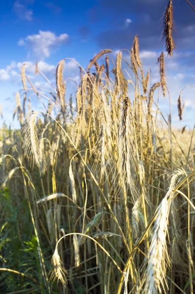 Campo de trigo dourado com céu azul no fundo — Fotografia de Stock