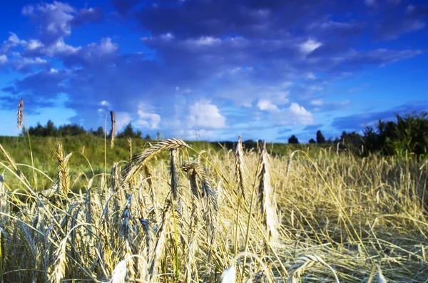 Gullhveteåker med blå himmel i bakgrunnen – stockfoto