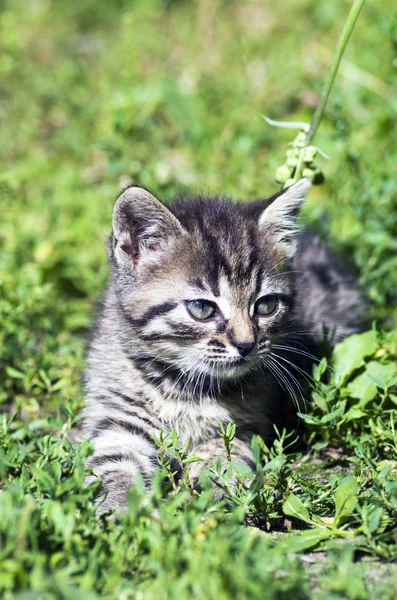 Top view of baby cat kitten lying — Stock Photo, Image