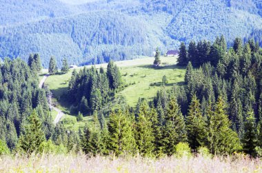 akşam Dağı Yaylası peyzaj (Karpat, Ukrayna) 