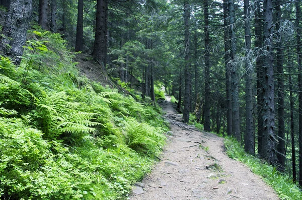 晚上山高原风景 (喀尔巴阡、 乌克兰) — 图库照片