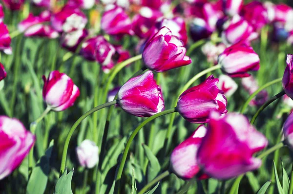 Jarní pozadí s tulipány nad přirozené pozadí — Stock fotografie