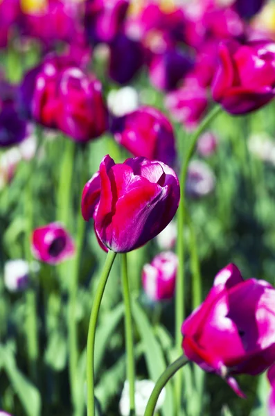 Fondo de primavera con tulipanes sobre fondo natural — Foto de Stock