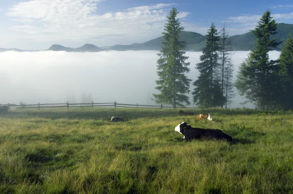 Vackra landskap med gröna kullar och en flock kor — Stockfoto